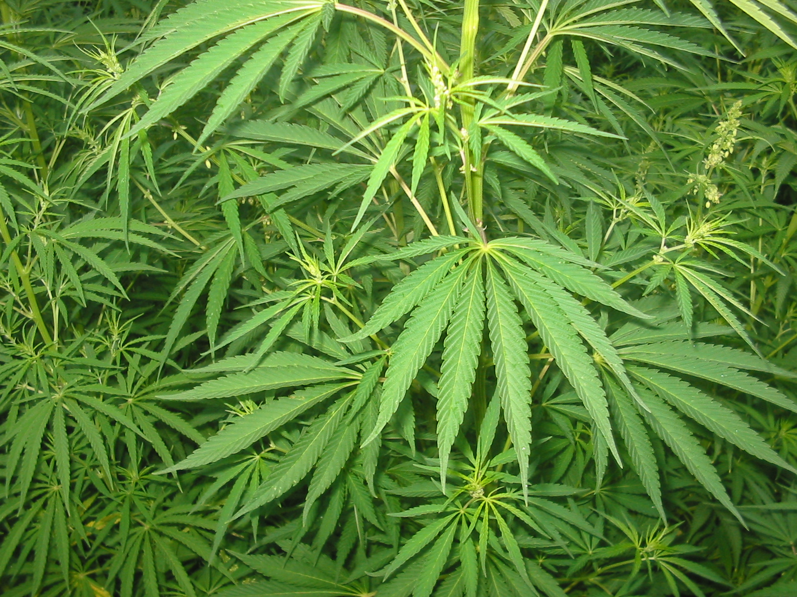 Cannabis terapeutica, i pazienti diffidano Ministero della Salute e Asl